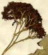 Callicarpa tomentosa L., blomställning x5
