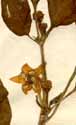 Capsicum annuum L., blommor x5