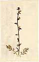 Celsia orientalis L., framsida