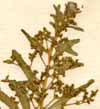 Chenopodium aristatum L., inflorescens x8