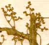 Chenopodium aristatum L., inflorescens x8