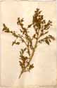 Chenopodium rubrum L., front