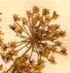 Cicuta maculata L., blomställning x8