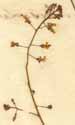Circaea lutetiana L., blomställning x4