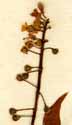 Circaea lutetiana L., blomställning x4