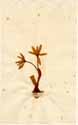 Colchicum autumnale L., framsida