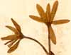 Colchicum autumnale L., blommor x3