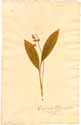 Convallaria majalis L., front