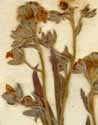 Cynoglossum officinale L., inflorescens x8