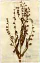 Cynoglossum officinale L., front