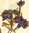 Delphinium grandiflorum L., inflorescens x8