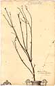 Dodartia orientalis L., framsida