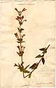 Dracocephalum grandiflorum L., front