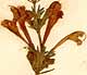 Dracocephalum grandiflorum L., flowers x8