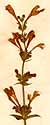 Dracocephalum grandiflorum L., inflorescens x3