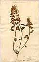 Dracocephalum grandiflorum L., front