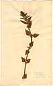 Dracocephalum thymiflorum L., front