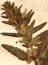 Dracocephalum thymiflorum L., inflorescens x8