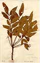 Ekebergia capensis Sparrm., framsida