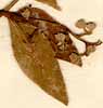 Ekebergia capensis Sparrm., blomställning x8