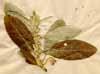 Elaeagnus latifolia L., bnärbild x2