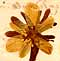 Eranthis hyemalis Salisb., blomställning x6