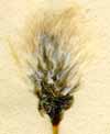 Eriophorum vaginatum L., spike x8