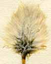 Eriophorum vaginatum L., spike x6