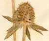 Eryngium planum L., inflorescens x5