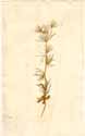 Eryngium tricuspidatum L., framsida