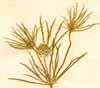 Eryngium tricuspidatum L., närbild x4