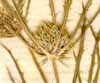 Eryngium tricuspidatum L., blomställning x7