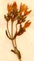 Erythraea littoralis Fries, blomställning x6