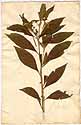 Ethulia conyzoides L., framsida