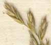 Festuca arundinacea Schreb., spike x8