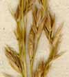 Festuca arundinacea Schreb., spike x8