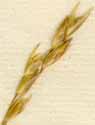 Festuca decumbens L., spike x8