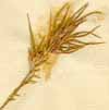 Festuca ovina L., spike x6