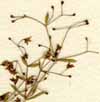 Galium aristatum L., inflorescens x8