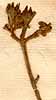 Gesneria tomentosa L., blomställning x8