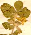 Glinus lotoides L., blomställning x7