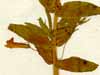 Gratiola officinalis L., blommor x3