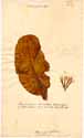 Haemanthus puniceus L., framsida