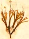 Haemanthus puniceus L., blomma x6