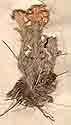 Helichrysum sanguineum Kostel., närbild framsida x5