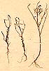 Heliophila pusilla Linn. f., närbild, framsida