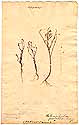 Heliophila pusilla Linn. f., framsida