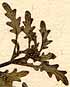 Hemimeris sabulosa L., blomställning x8