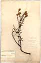 Hermannia hyssopifolia L., framsida