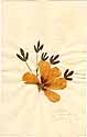 Hibiscus cannabinus L., framsida